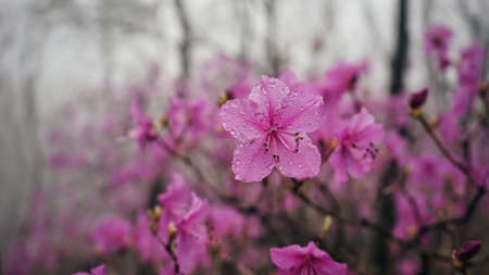 Azalea
