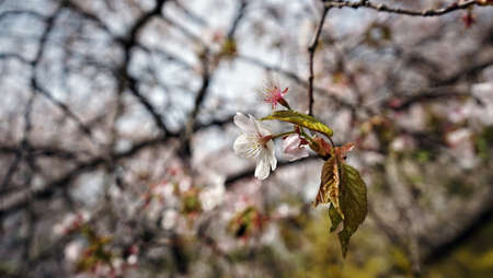 Cherry blossom in Seoul, Koreaの写真素材
