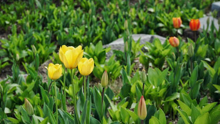 Tulips in Seoul, Koreaの写真素材