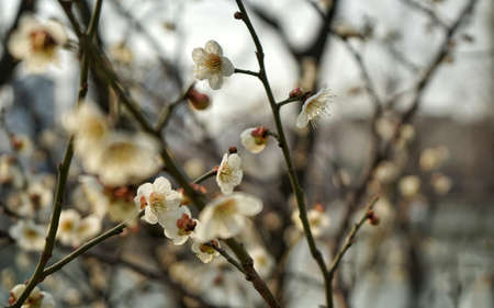 Plum blossomsの写真素材