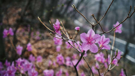 Azaleaの写真素材