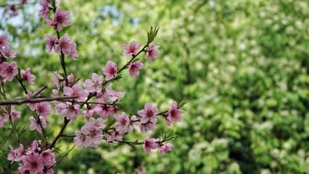 Pink flowersの写真素材