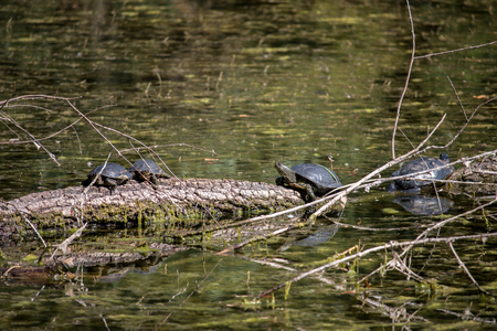 Turtle went out on the snag and basking in the sun in swampy areas.の写真素材