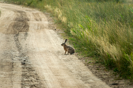 The European hare (Lepus europaeus), also known as the brown hare sitting on the steppe roadの写真素材