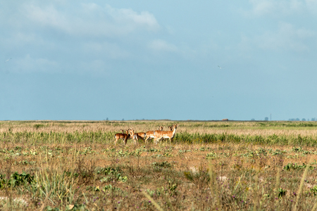 Capreolus, Couple roe deer in the steppe, female and male roe deer, wild animals, Biruchiy Island, Ukraineの写真素材