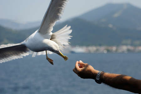 There are hundreds of hungry seagulls following ferry boats for food の写真素材