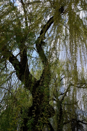 White willow treeの写真素材