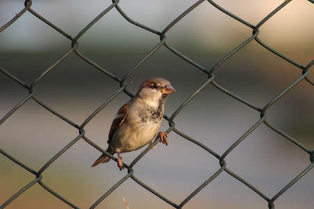 Sparrow in the fenceの写真素材