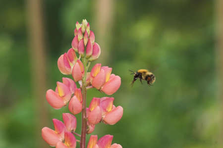 bee
