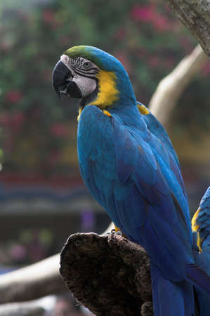 blue parrotの写真素材