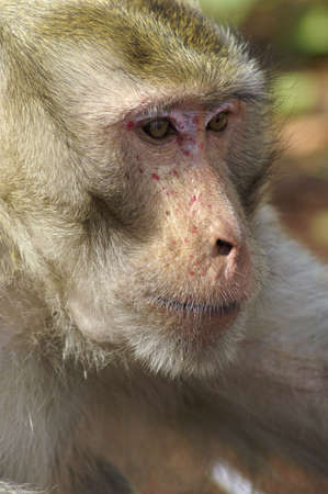 monkey portrait