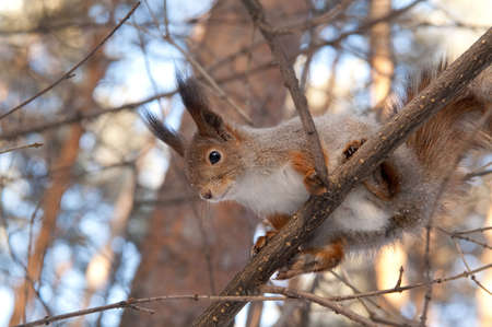 squirrel on the branchの写真素材