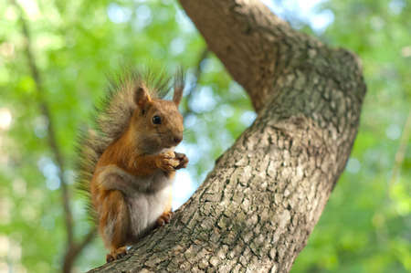 brown squirrel eating nuts on tree