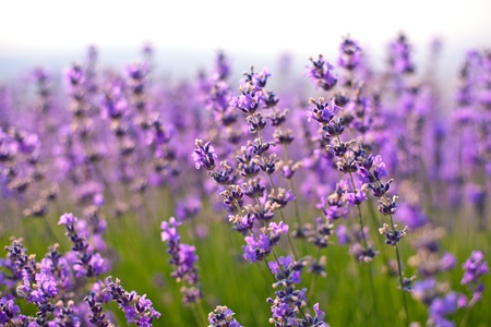 purple lavender flowers in the fieldの写真素材