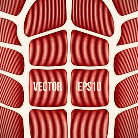 Background of human abdominal muscles. Vector Illustration.のイラスト素材