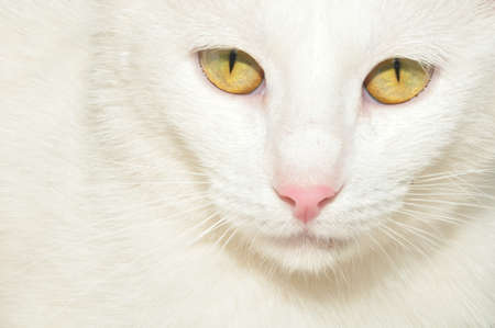 white cat with yellow eyes closeupの写真素材