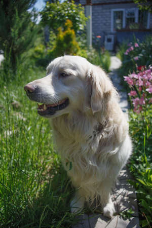 White Golden retriever in the country house