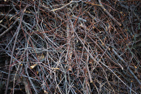 texture of brushwood, Thin wooden branches, firewoodの写真素材