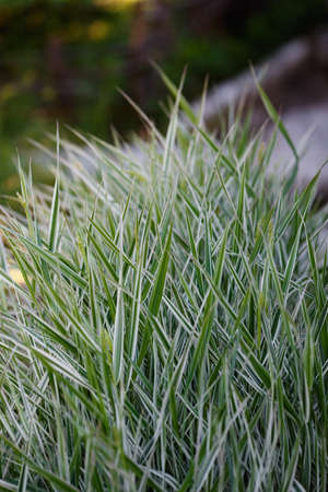 Molinia or moor grass. Plant for pond decorationの写真素材