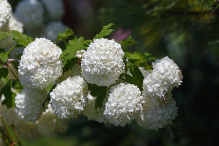 Viburnum opulus Sterilis or guelder-roseの写真素材
