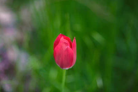 Fresh pink tulipの写真素材