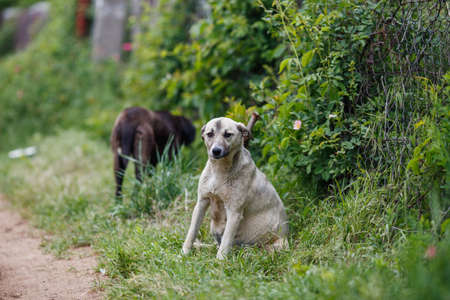 Unhappy white mongrel dogs in the green gardenの写真素材