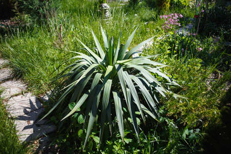 lush green Yucca palm tree in the gardenの写真素材