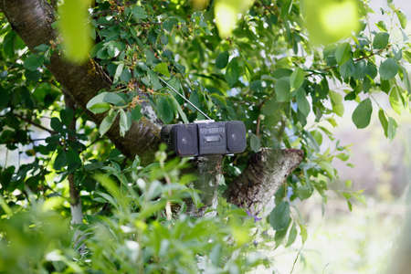 retro old black cassette tape recorder on the green treeの写真素材