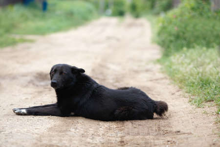 Big black mongrel dog with short tail laying on the dirt roadの写真素材