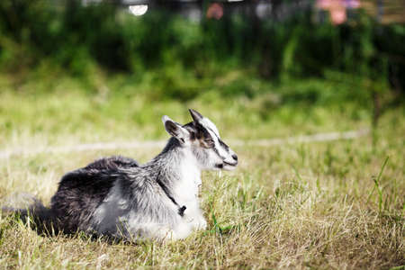 one little goat relax on the grass in the village. Agriculture