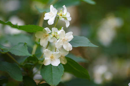 blossoming white cherry blossoms on a blurry background.  Sakura flowersの写真素材