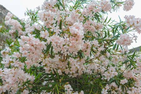 bush of pale pink oleander. blossom pink flowers