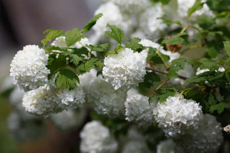 Viburnum opulus Sterilis or guelder-rose on blured backgroundの写真素材