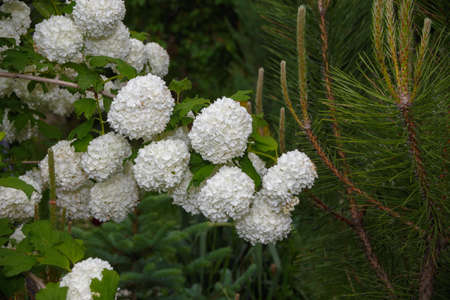 Viburnum opulus Sterilis or guelder-rose on blured backgroundの写真素材