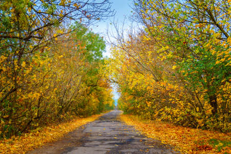 path in the autumn Park among the multicolored yellow, red, green treesの写真素材