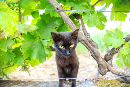 black little kitten in the vineyard between green leavesの写真素材