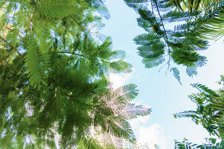 tropical background. Bottom view on the green palm leaves and blue sky