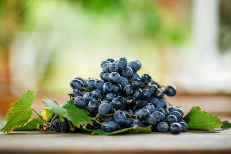 ripe juicy bunch of dark blue grapes with leaves on blured backroundの写真素材