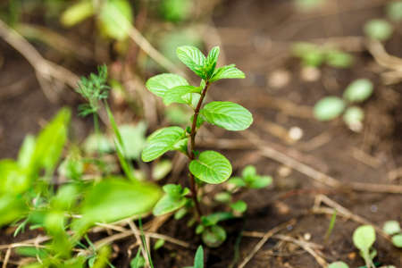 little green fresh mint growing in the gardenの写真素材