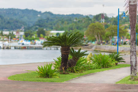 Small green palm tree on background of sea and mountainの写真素材