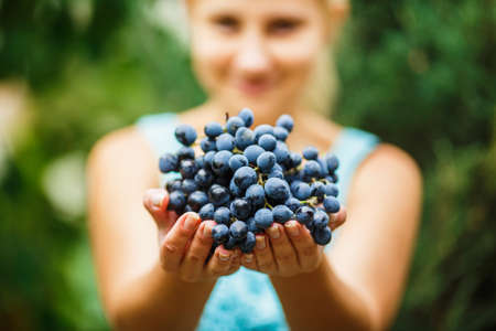 young girl gives a big bunch of dark blue juicy fresh grapes in the garden. girl holding grape in hands on blured natural green backgroundの写真素材