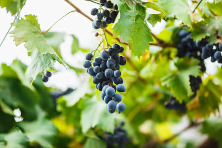 delicious ripe dark blue grapes with green leaves on the Bush. The harvest in the wineryの写真素材