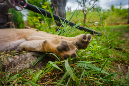 two light beige cute puppy paws with black pads on green grass. fatigue, sleep concept