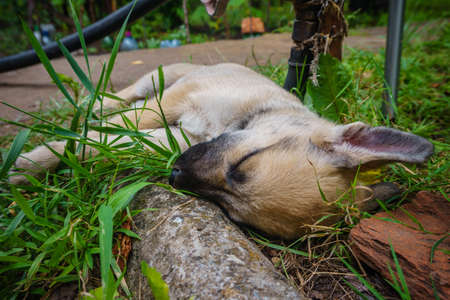 little cute light beige puppy with protruding ear sleeping in the green grass gardenの写真素材