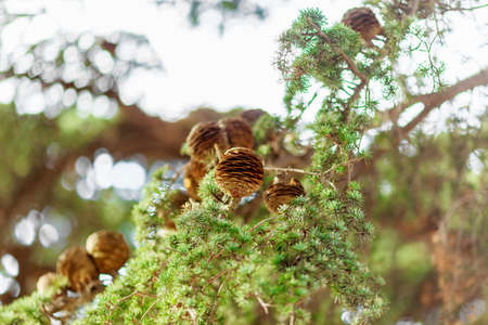 brown bumps on green spruce branch in the winterの写真素材