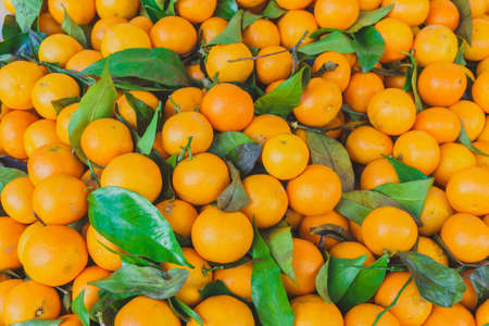 heap of juicy ripe sweet tangerines with green leaves, mandarin background.の写真素材