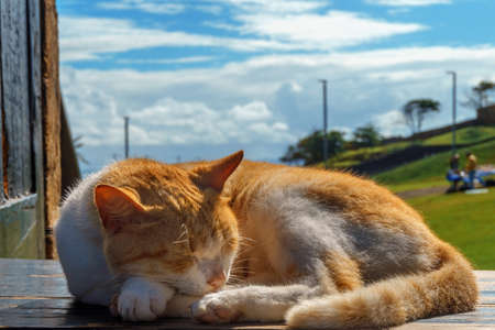 Small red ginger cat sleeping on a wooden windowの写真素材