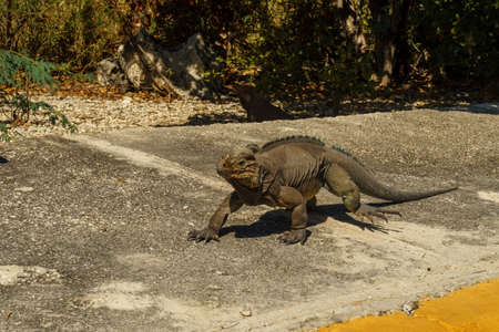 A big grey iguana runs on the road in the wild nature close-upの写真素材