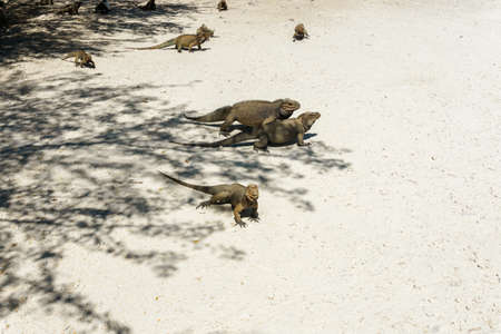 Group of grey wild iguanas in the wildの写真素材