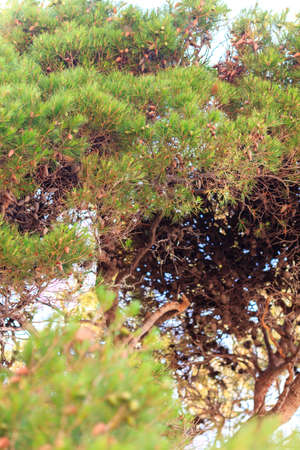 green coniferous tree with lots of conesの写真素材